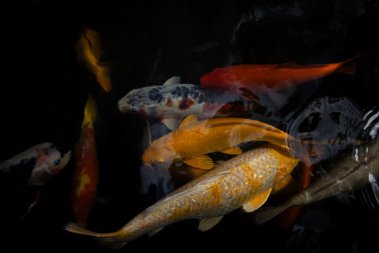koi