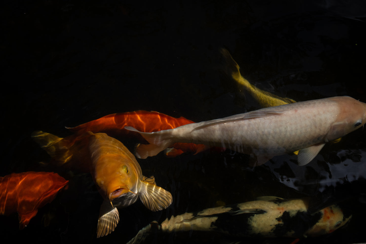koi