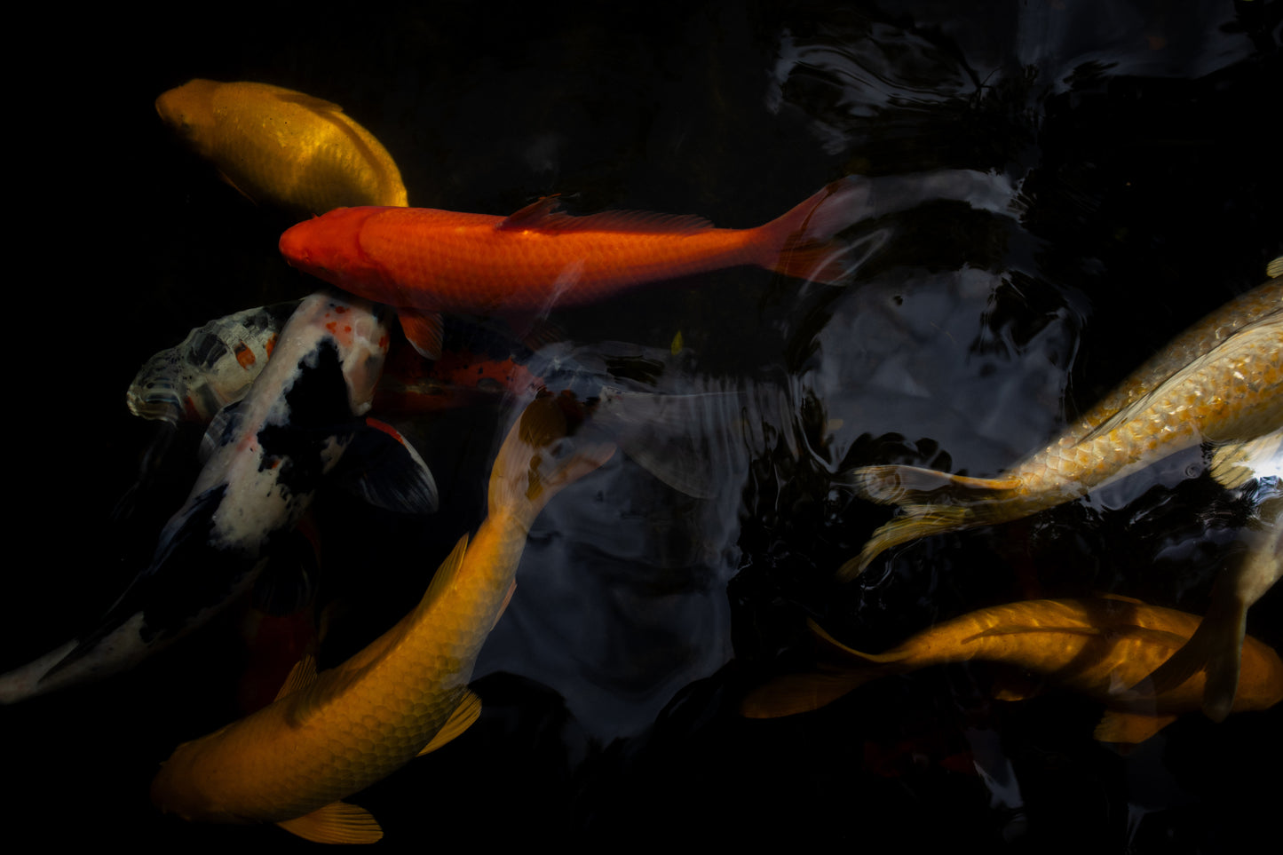 koi